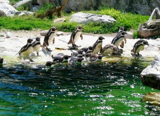 Tannoy and Lab Gruppen Deliver Immersive Experience at ZSL London Zoo