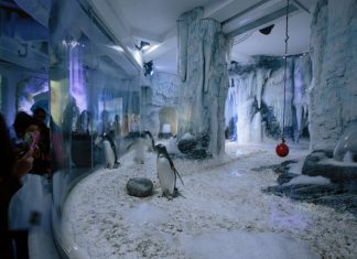 SEA LIFE London Relies on Cameo FLAT PRO Series in Penguin Point